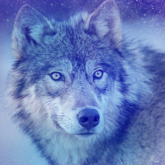 _Animal_v3__